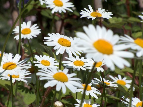 Blumen vorm Haus (Leonstein)