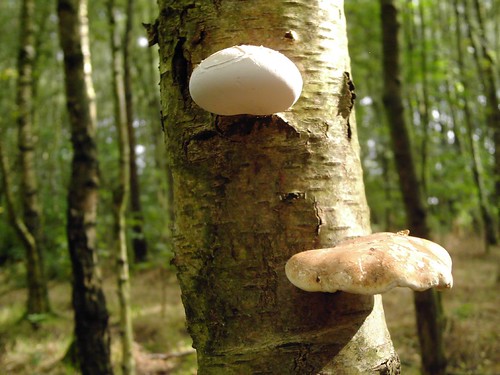 mushroom on tree