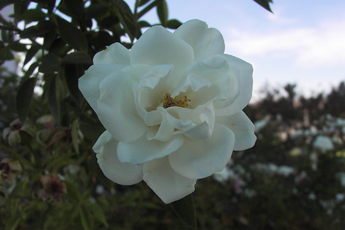 White Flower