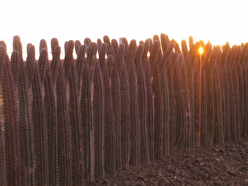 a cactus fence