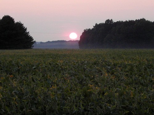 sunset on a field