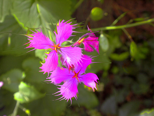 funky flowers