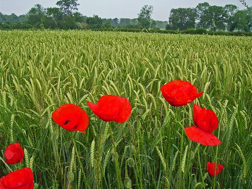 Poppies