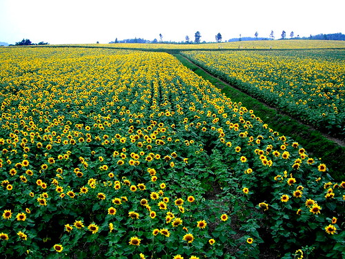 Sunflower field, Hokuryu