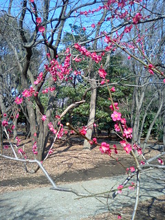 早春の砧公園