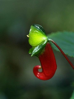 Impatiens sp.3494