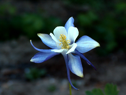 Columbine flower...beautifull colors!