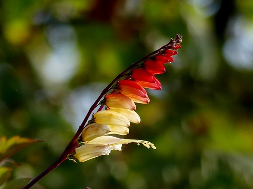 red morning glory