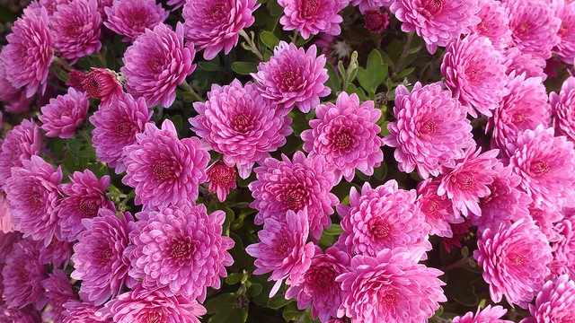 Autumn Chrysanthemums