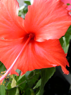 flower @ my home