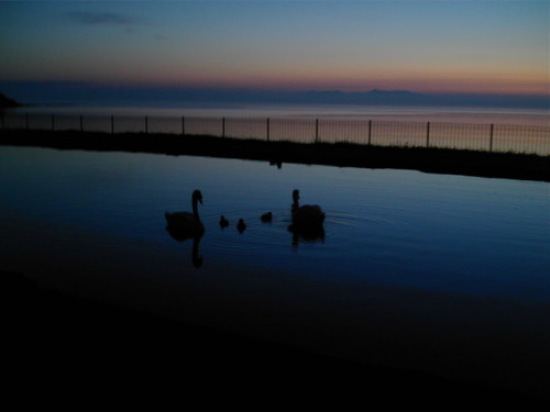 swans in the sunset