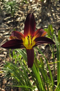 burgundy and yellow daylily