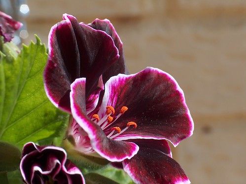 Pelargonium