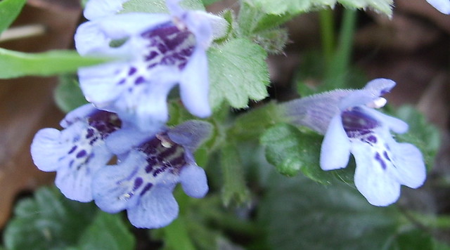 Unknown flower