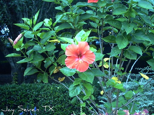 hibiscus flower