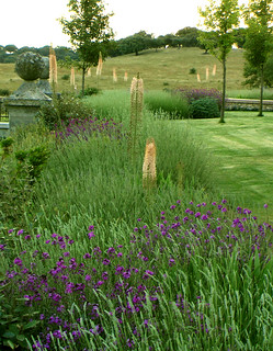 Eremurus robustus ( Foxtail lilies ), Erisymum ' Bowles Mauve ', Lavandula officinalis