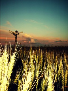 flashy wheat