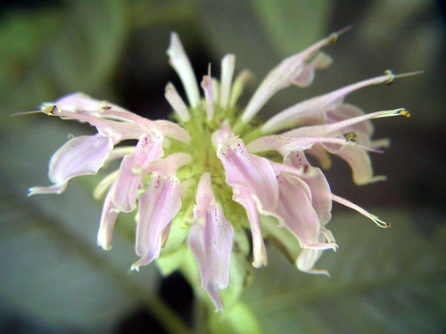 white bergamot (monarda clinopodia)