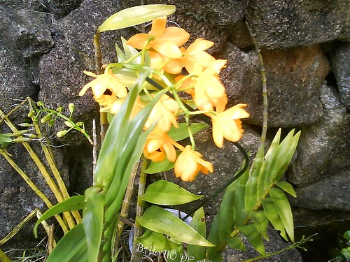 Quero compartilhar o lindo presente que a primavera trouxe para minha casa!