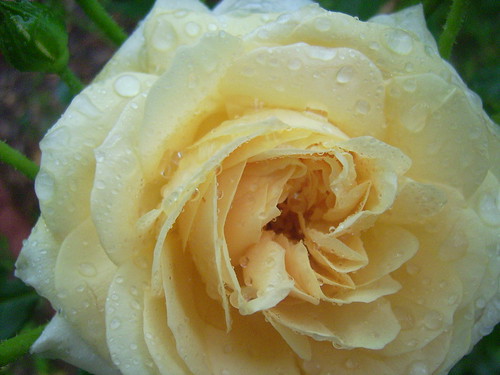 wet rose