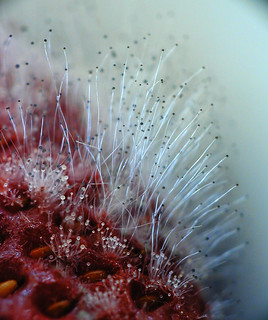 Mold on Strawberry