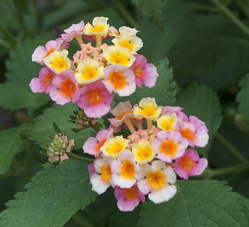 Lantana Pair, New Bern, North Carolina