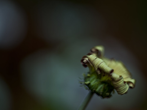 Dead flower