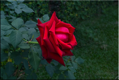 Red rose - Rosa roja