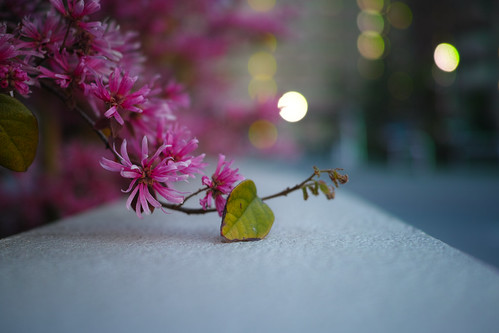 Night Flower (Matsudo, Chiba, Japan)