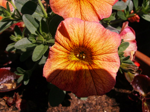 Orange Flower