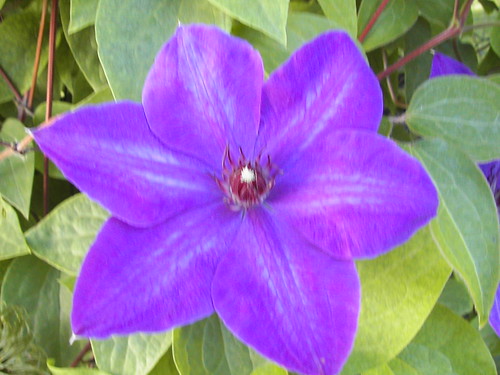 Awesome Purple Flower