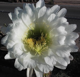 Cactus flower