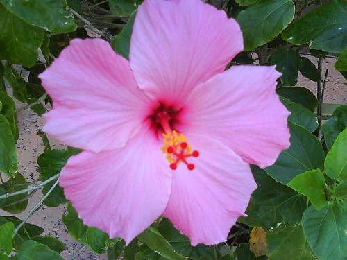 Hibiscus