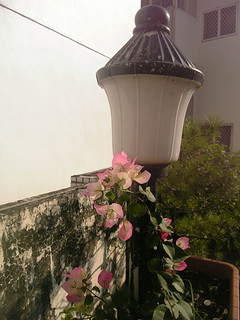 Rooftop garden at parents'