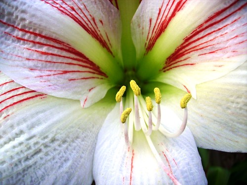 amaryllis