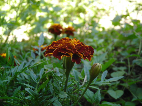 Flower in Truro, Cornwall