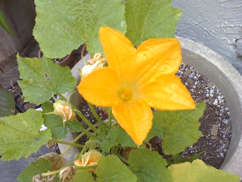 Squash Flower