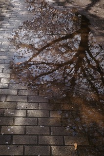 Cherry blossoms at the end of March #1