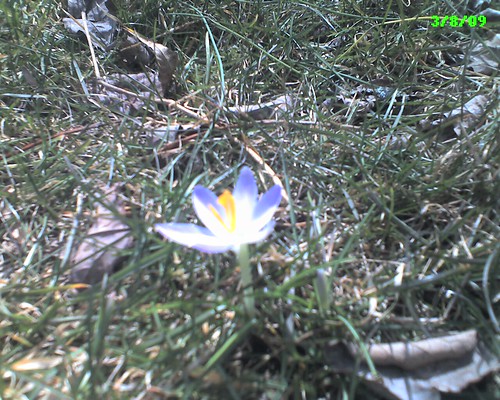 First crocus of the spring