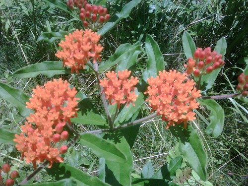 Orange Flower