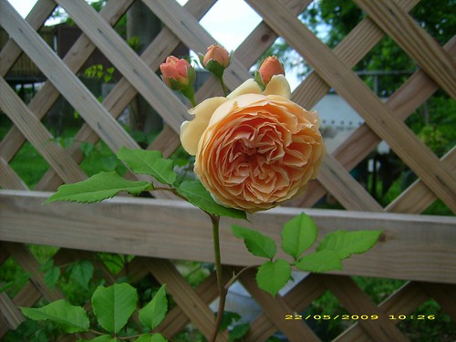 David Austin Crown Princess Rose..Looks Like it Has A Crown !!