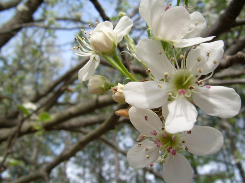 Spring Flowers 