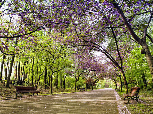 Tree-lined road in a public garden