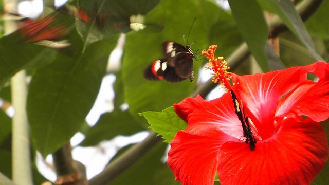 Butterfly on red Flower