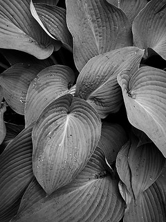 Hosta Foliage