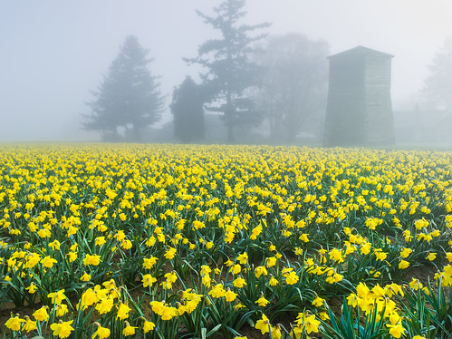 daffodils, grain tower, fog, early morning, fur trees