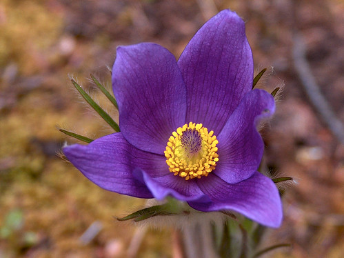 Pasque Flower, Wild Crocus