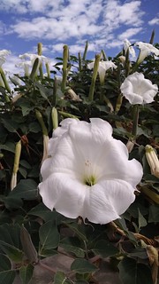 jimsonweed