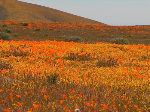 Goldfields and California Poppies