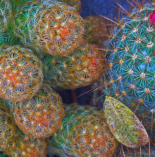 cactus abstract